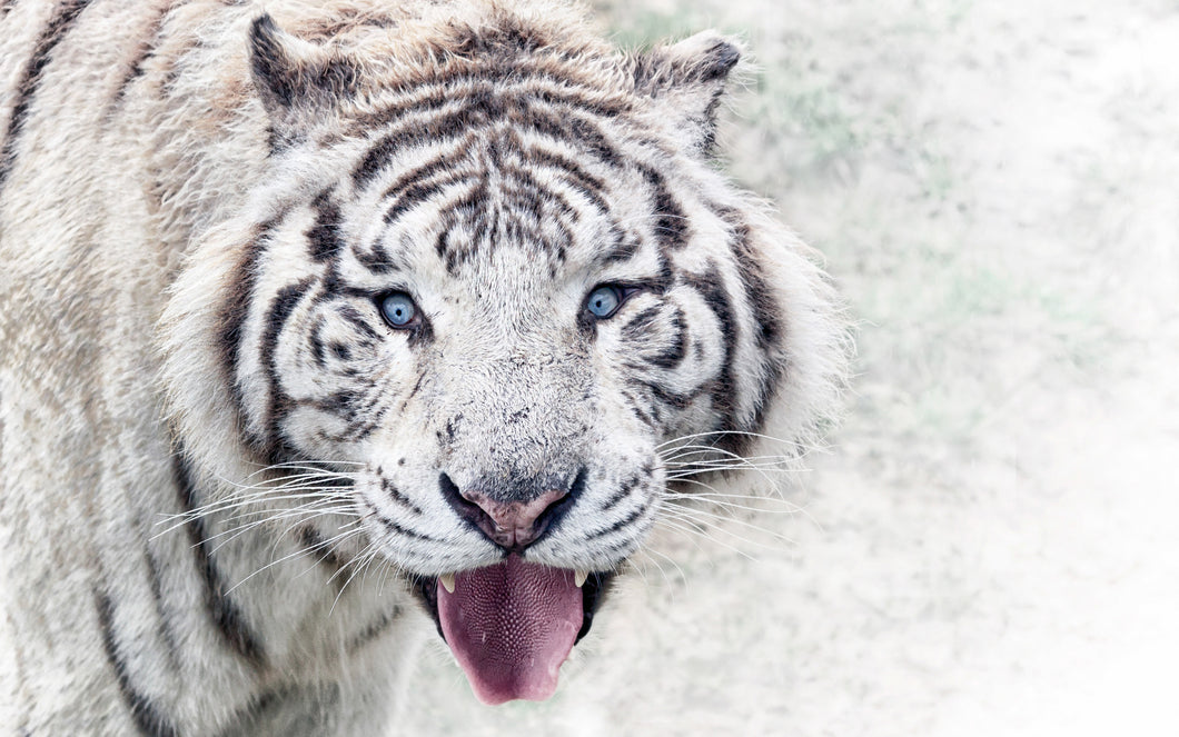 Siberian White Tiger Animal Poster Framed or Unframed Glossy Poster Free UK Shipping!!!