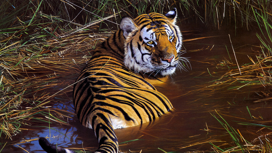 Tiger Animal Poster Framed or Unframed Glossy Poster Free UK Shipping!!!